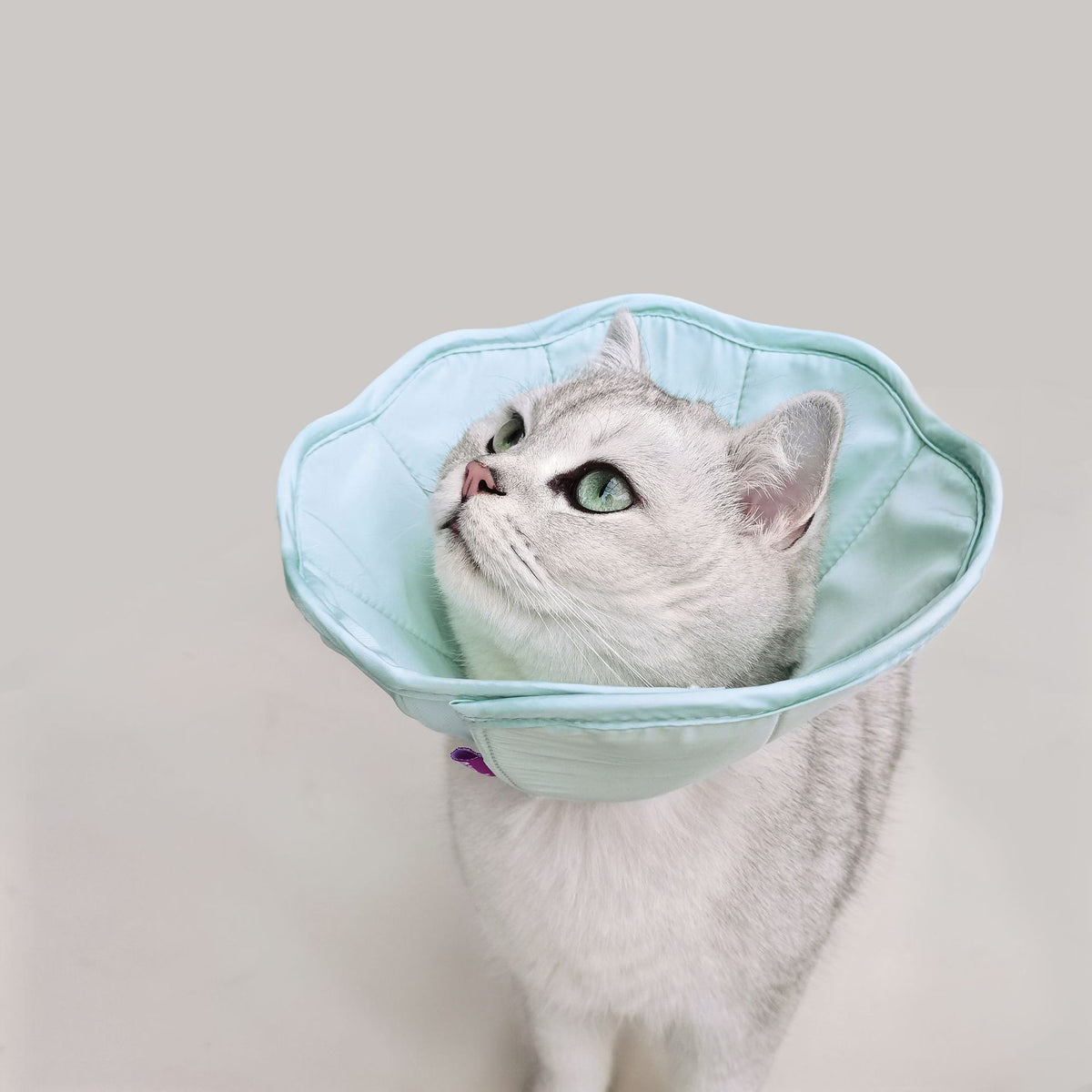 Pet Postoperative Wound Anti-Scratch Bite Anti-Licking Collar
