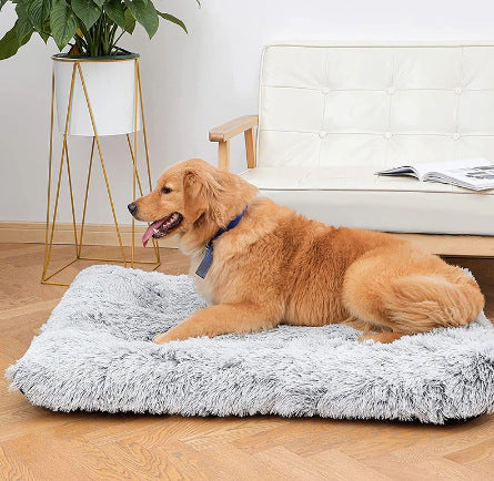 Plush Square Memory Foam Dog Bed