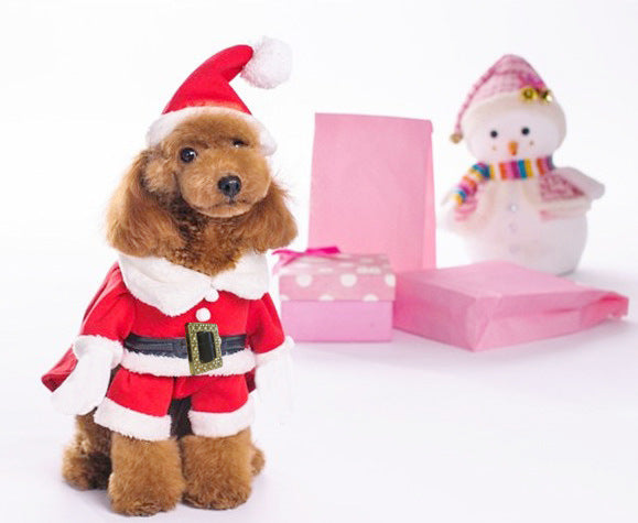 Dog Christmas Sweatshirt And Hat