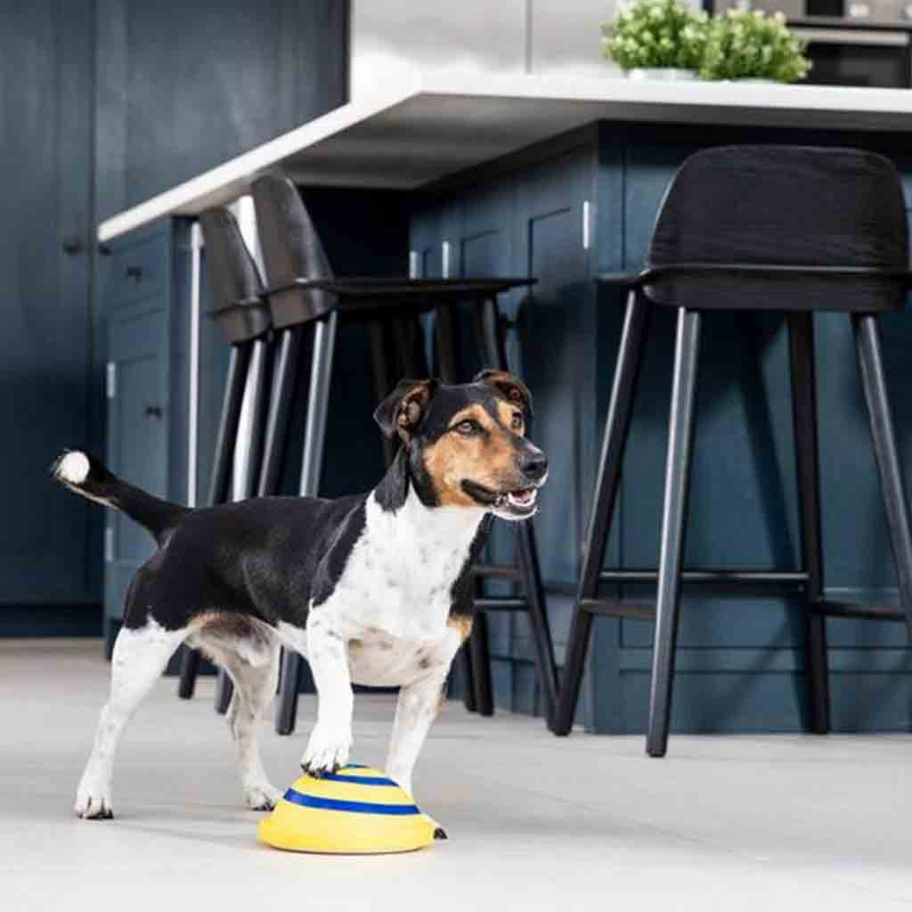 Soft Indoor Dog Sound Toy