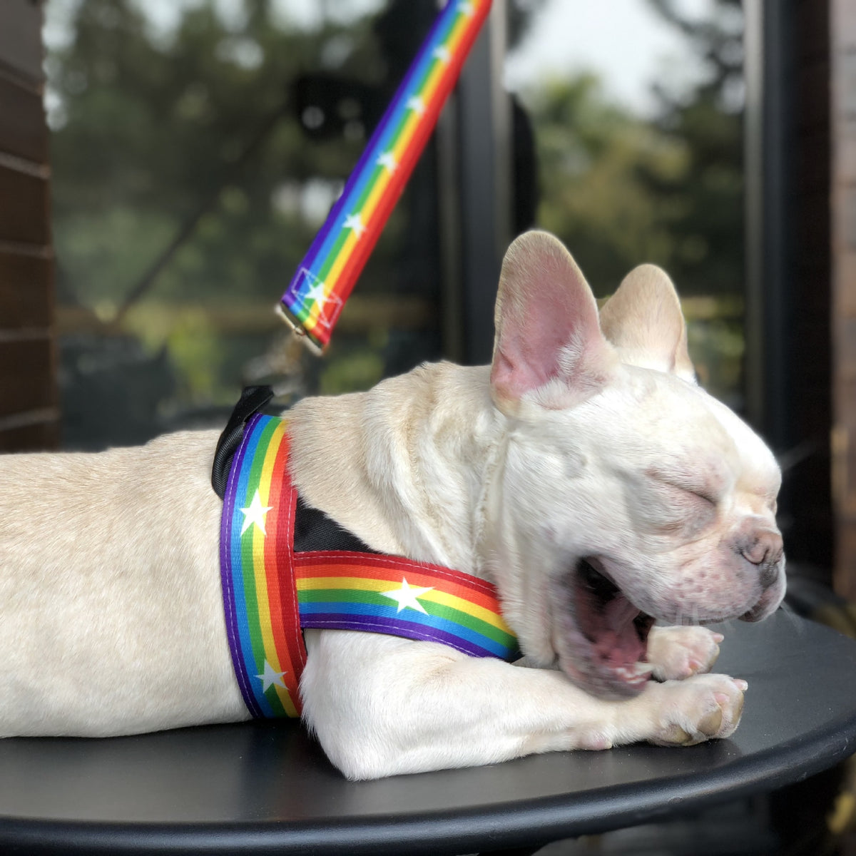 Rainbow Dog Chain Leash