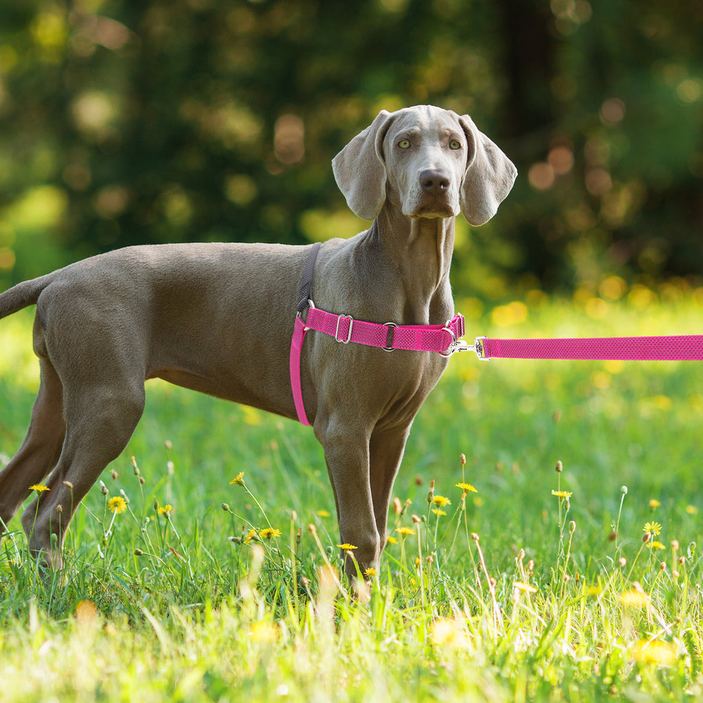 Reflective Training Dog Harness