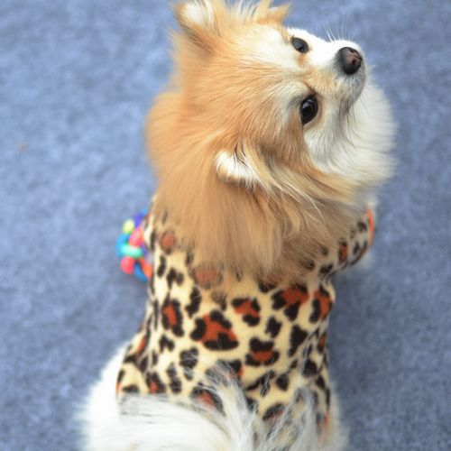 Warm Hoodie Pet Puppy Autumn And Winter Polar Fleece Clothing