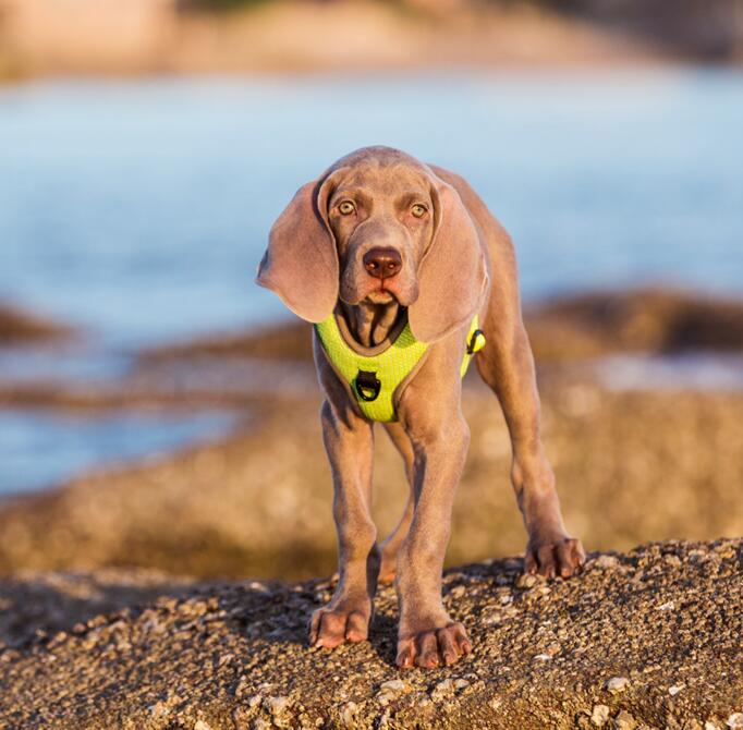 Reflective Dog Chest Vest Harness