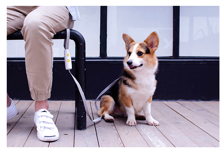 Elastic Dog Leash For Small And Medium Dogs