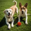 Jumping Dog Toy Pet Ball