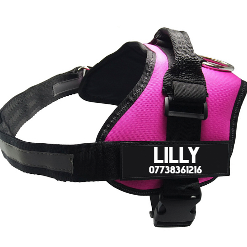 Nylon Dog Chest Harness And Leash