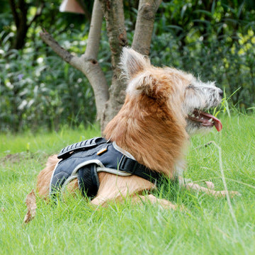 Reflective Pet Harness