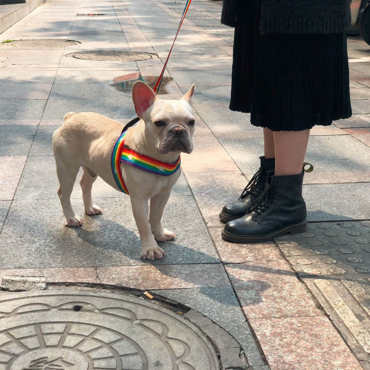 Rainbow Dog Chain Leash
