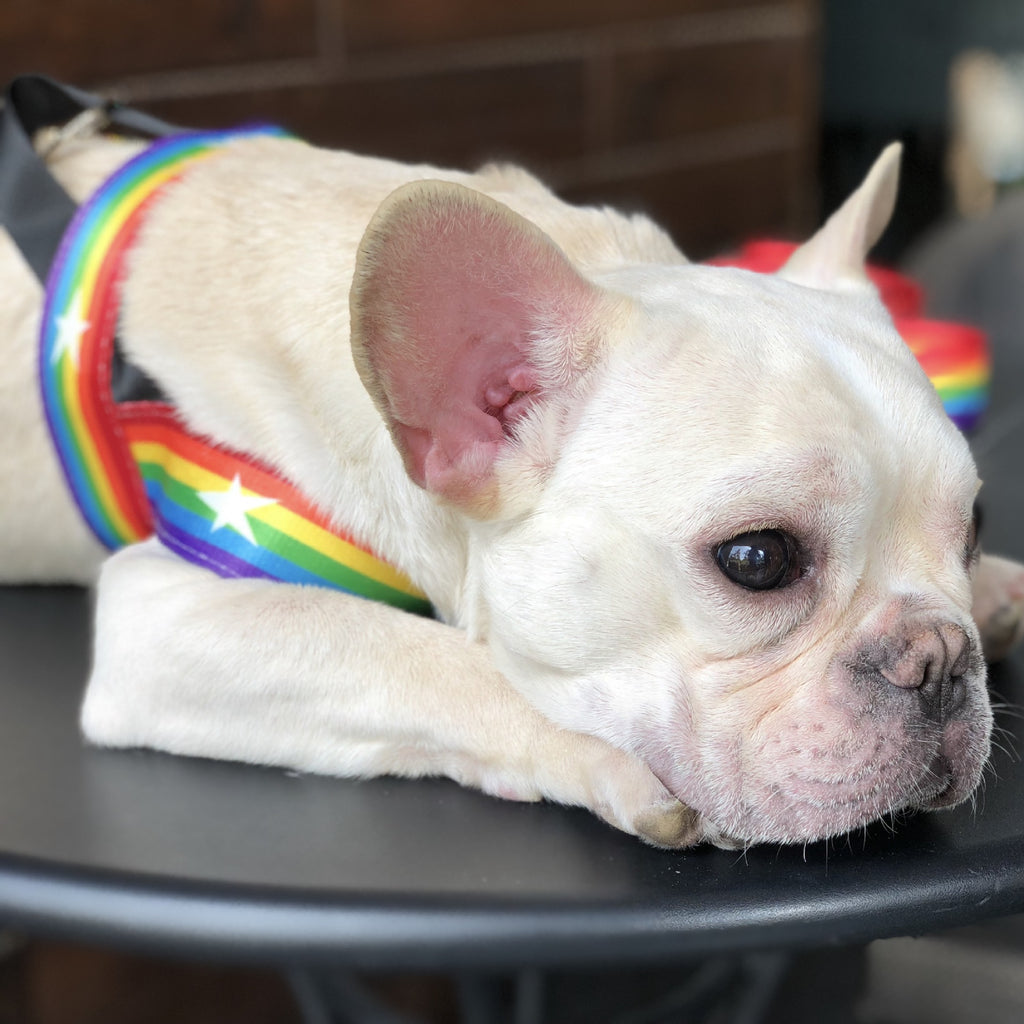 Rainbow Dog Chain Leash