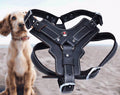 Oil Leather Dog Harness