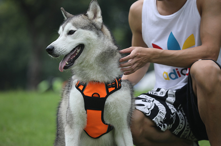 Reflective Dog Strap
