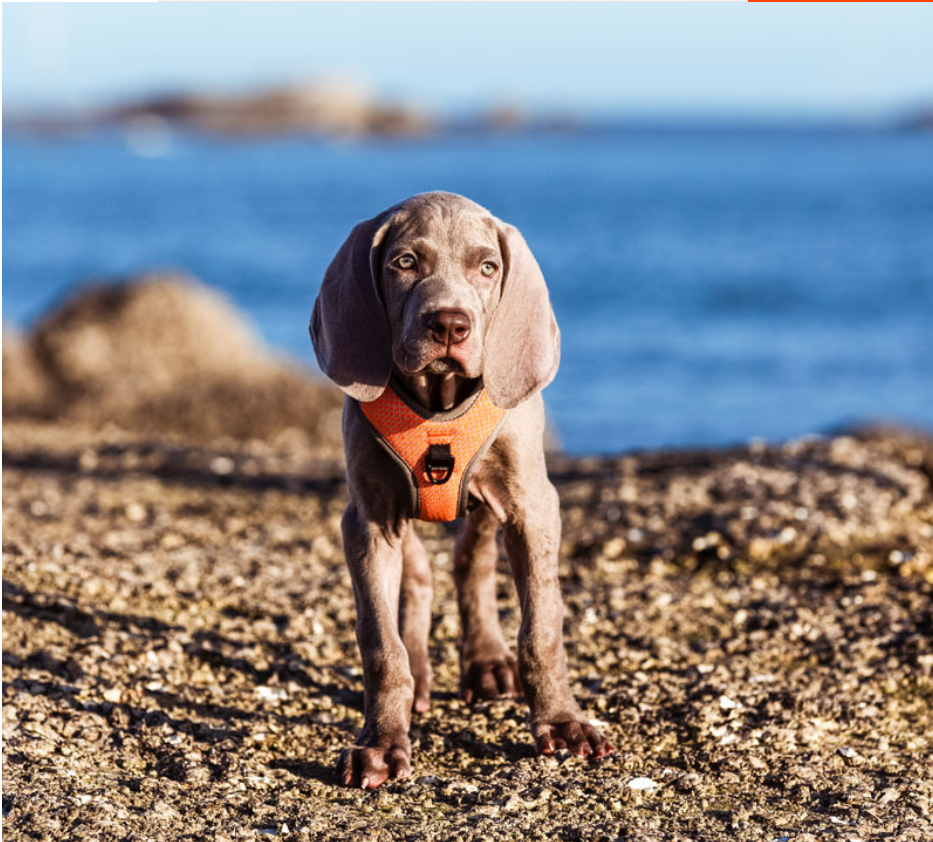 Reflective Dog Chest Vest Harness