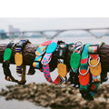 Pet Dog Collar