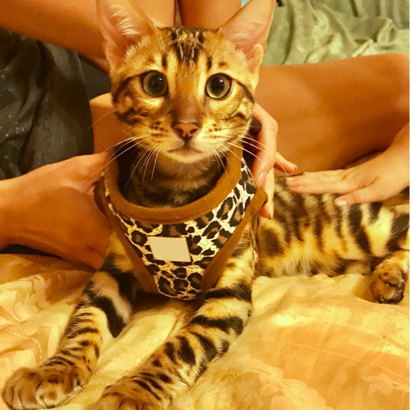 Heart Chest Strap