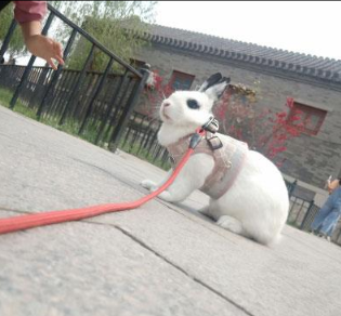 Pet Bunny Vest
