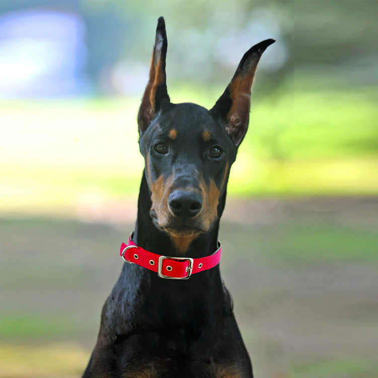 Dog Collars For Medium And Large Dogs