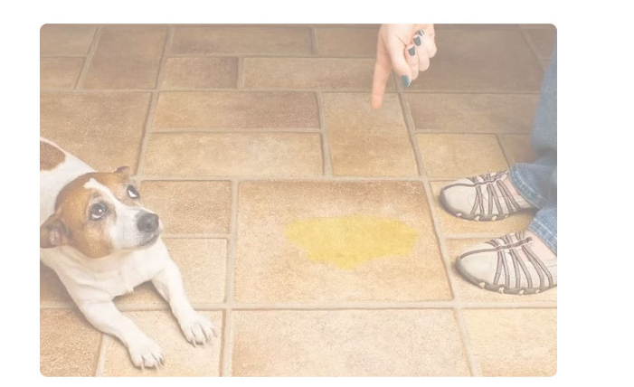 Washable Waterproof Dog Training Pad