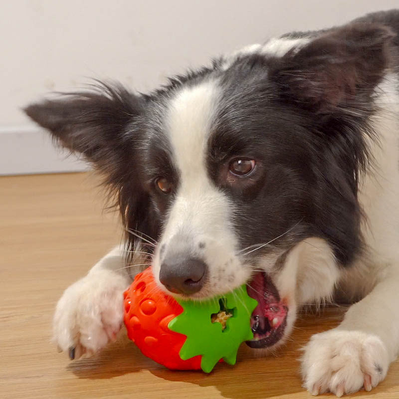 Bite-Resistant Dog Chew Toy Ball