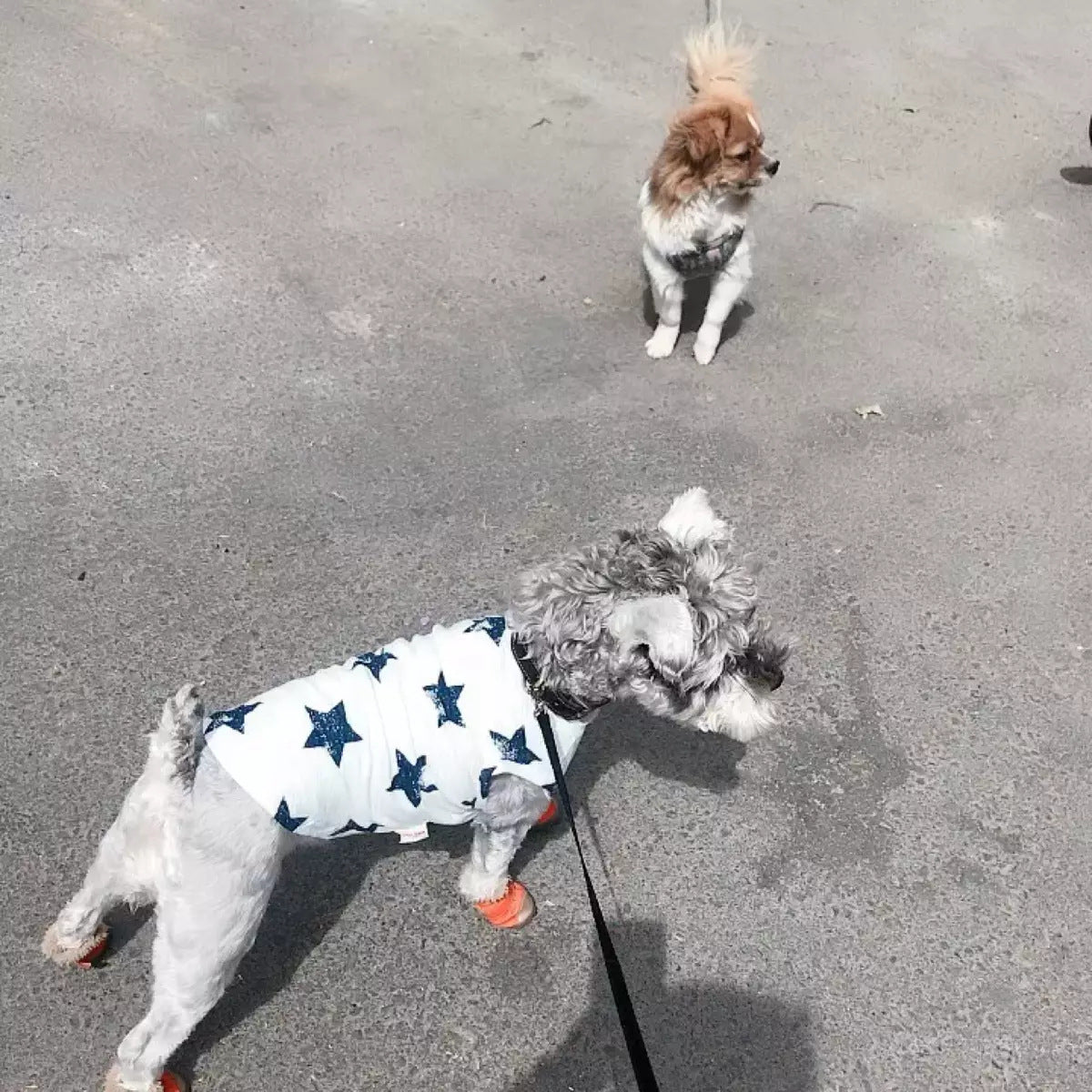 Cotton Dog Vest in Two Colors