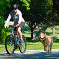 Stainless Steel Bike Leash For Pet Dogs