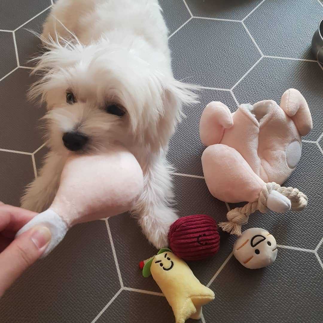 Ins Hot Style Korean Ginseng Chicken Soup Vocal Foreign Trade Original Single Dog Hidden Food Toy Pet Vocal Sniff Toy