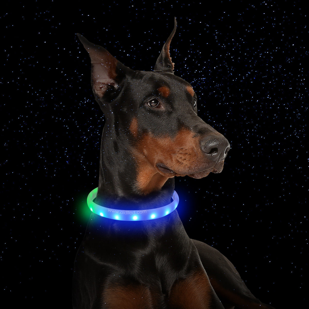 USB Rechargeable Light-Up Dog Collar