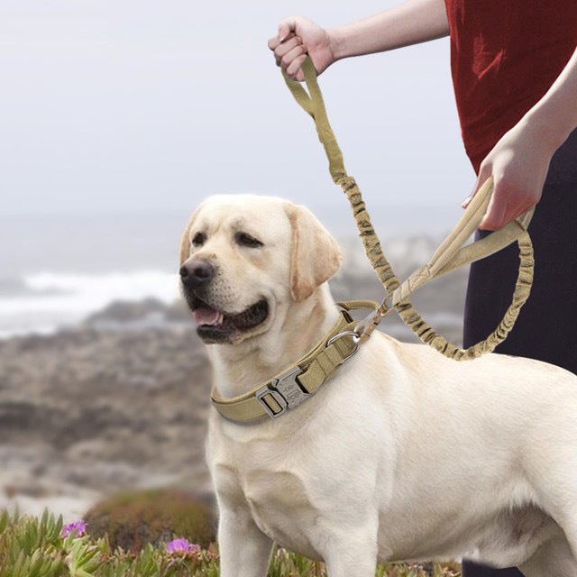 Nylon Dog Collar for Medium and Large Dogs