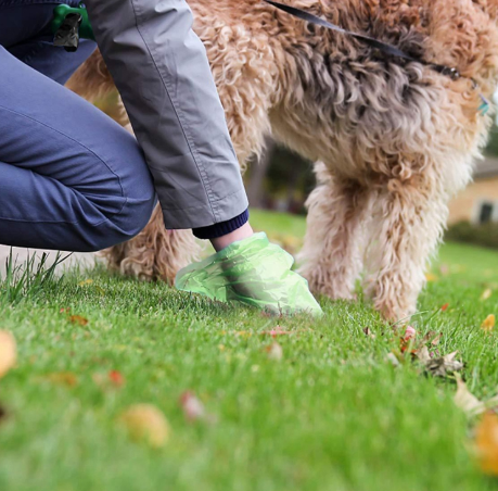 Dog Picking Up A Toilet Bag