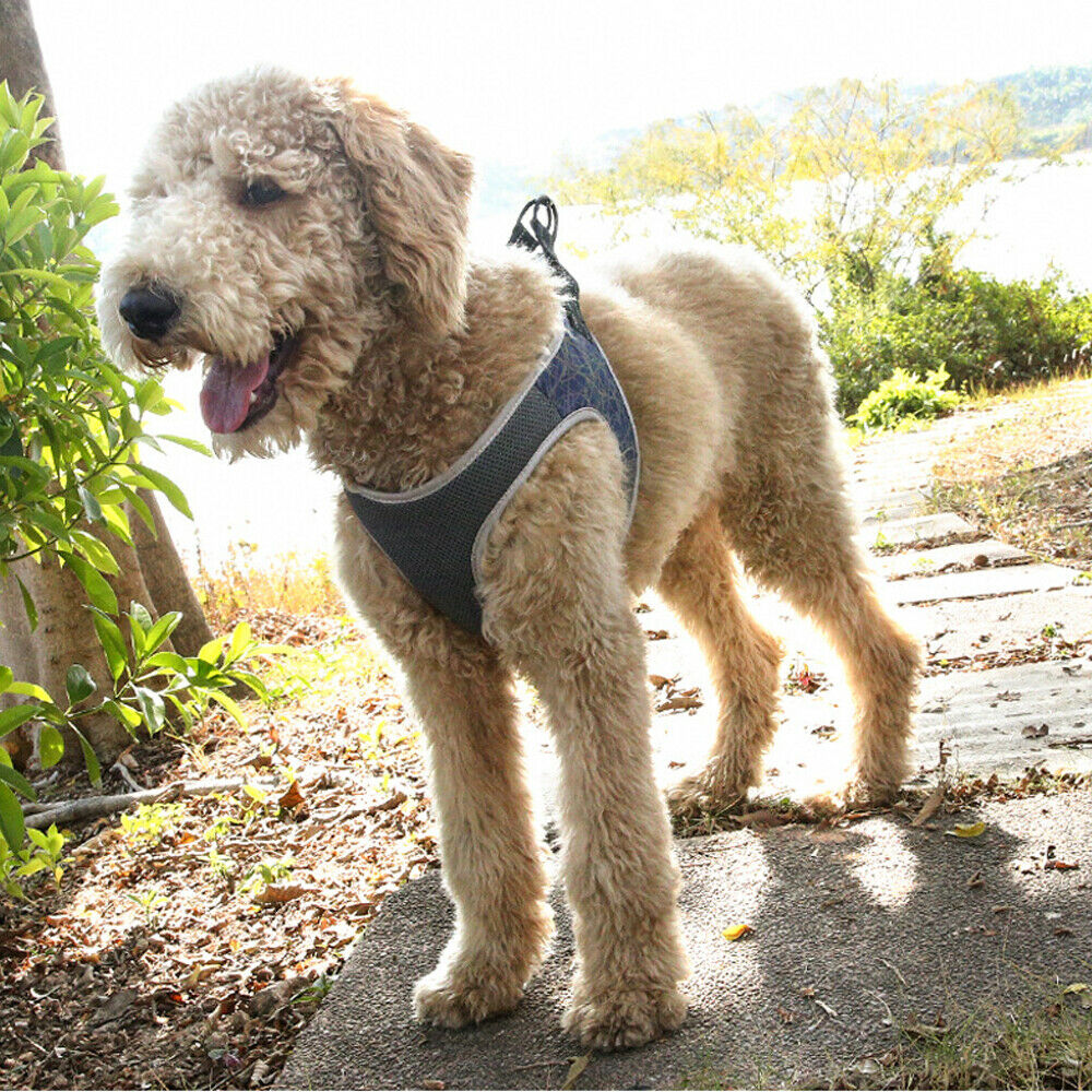 Dog Leash Vest