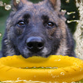 EVA Dog Training Ring Toy