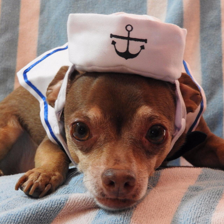 Pet Sailor Suit Naval Suit