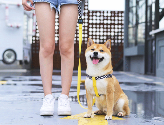 Ispet Dog Chest Strap