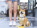 Ispet Dog Chest Strap