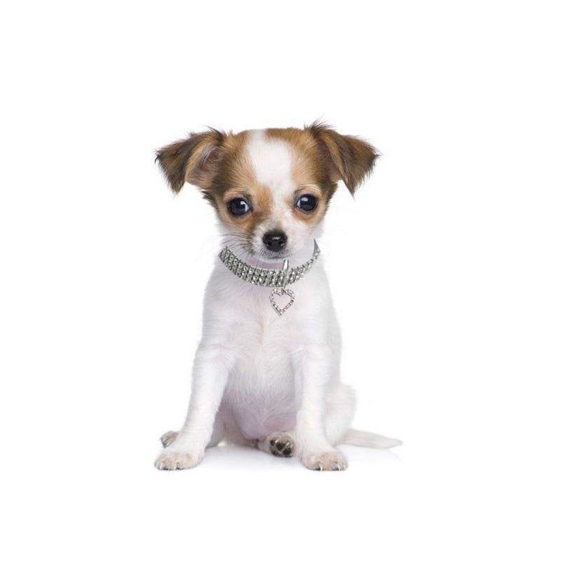 Heart Shaped Pet Necklace