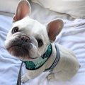 Pet Traction Rope Chest Strap