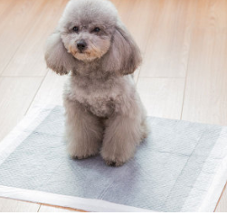 Non-Woven Pet Diapers
