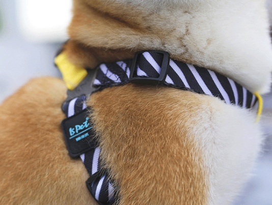 Ispet Dog Chest Strap