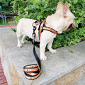 New Xingx Pattern Pet'S Chest-Back