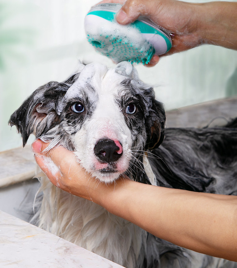 Pet Bath Massage Comb