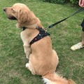 Medium And Large Dog Vest Type Dog Rope