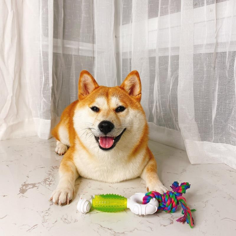 Interaction With The Same Shiba Inu Molar Training Toy