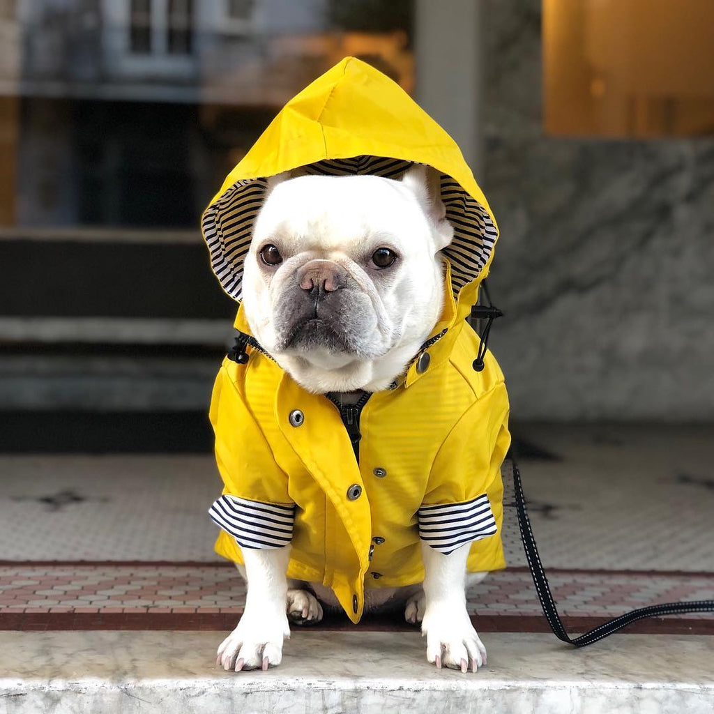 Windproof Waterproof Dog Raincoat