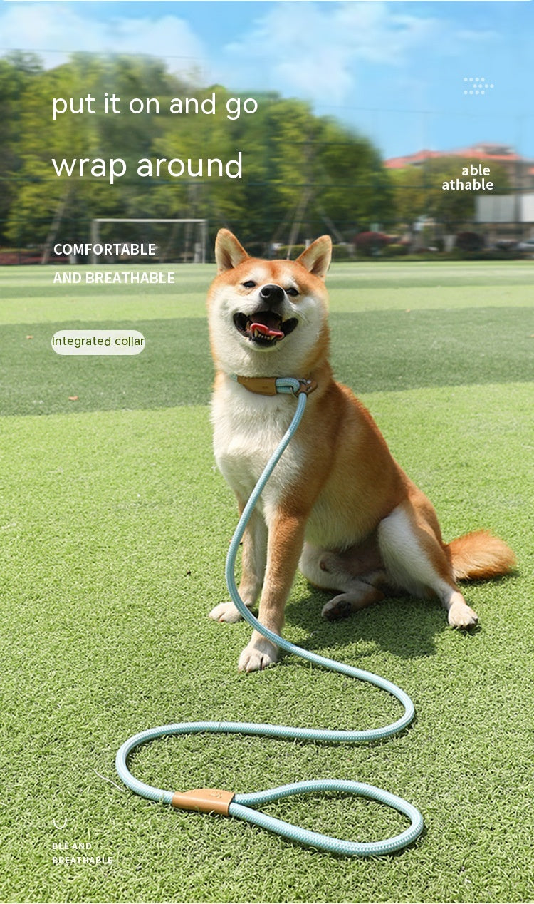 Household Dog Pet Hand Holding Rope