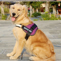 Dog Chest Harness Traction Leash