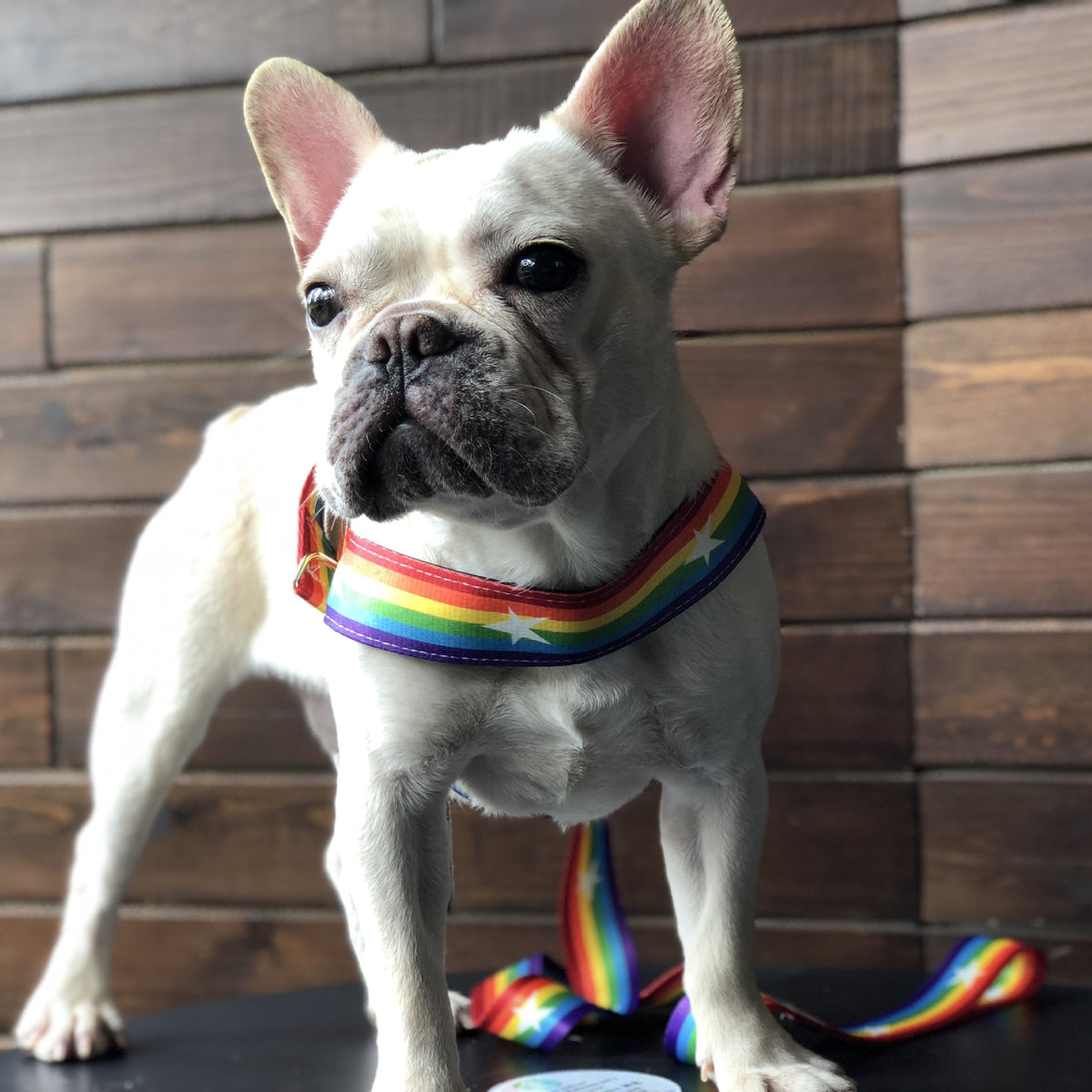 Rainbow Dog Chain Leash