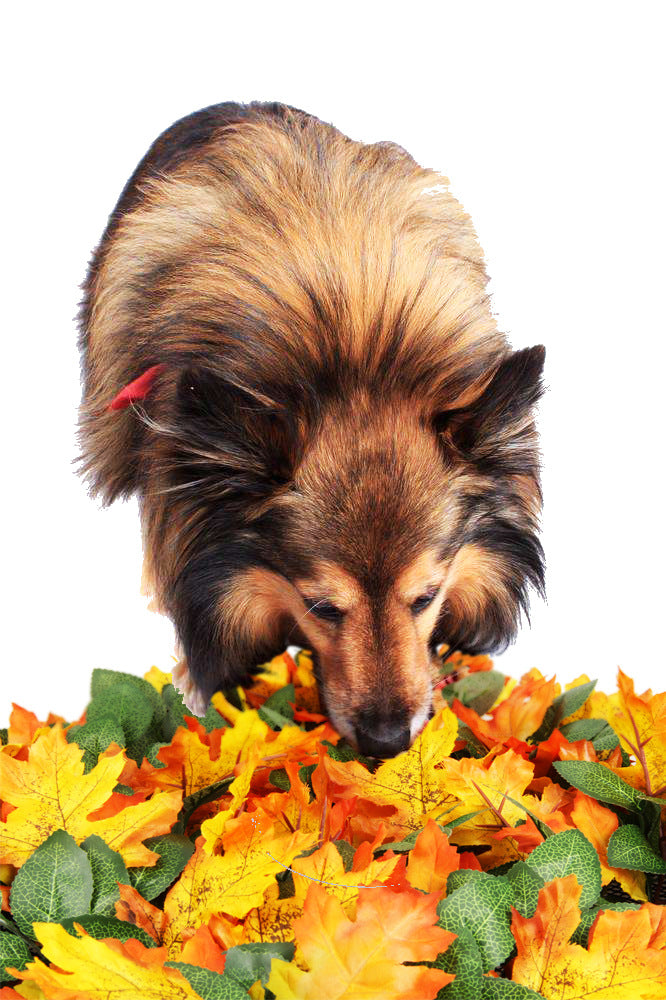 Washable Jungle Pet Sniffing Mat
