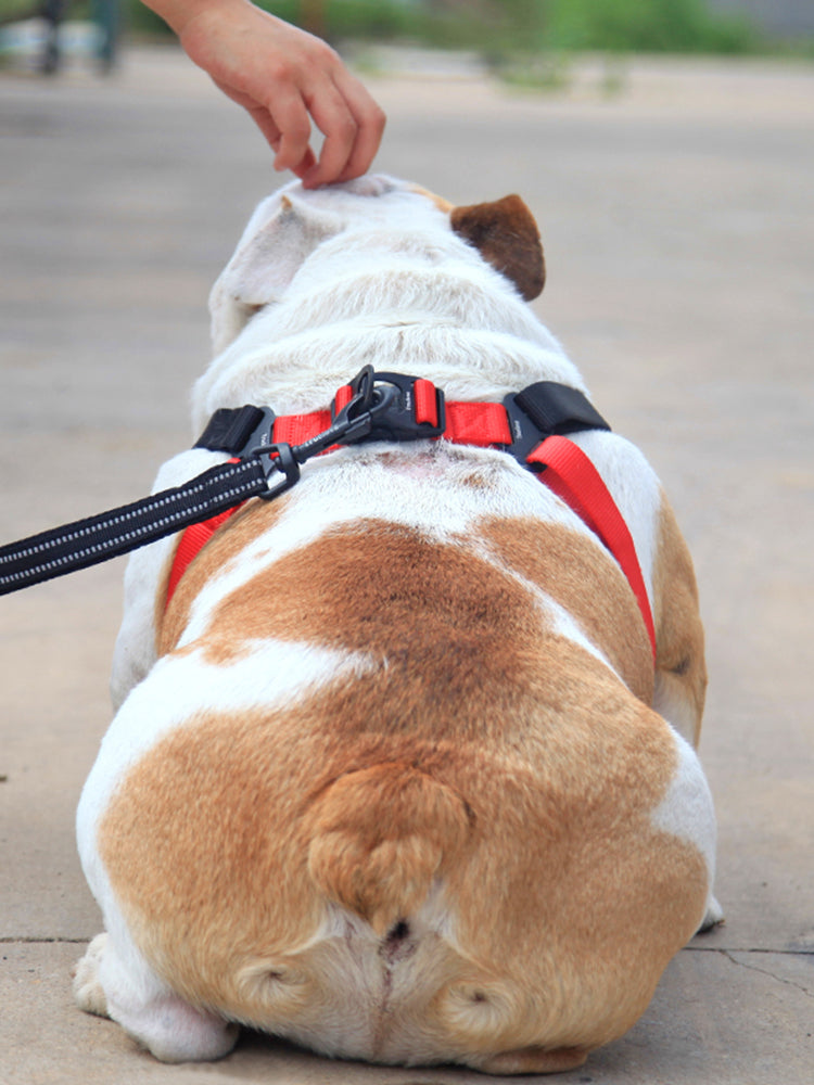 Dog Leash Collar Walking Dog Leash