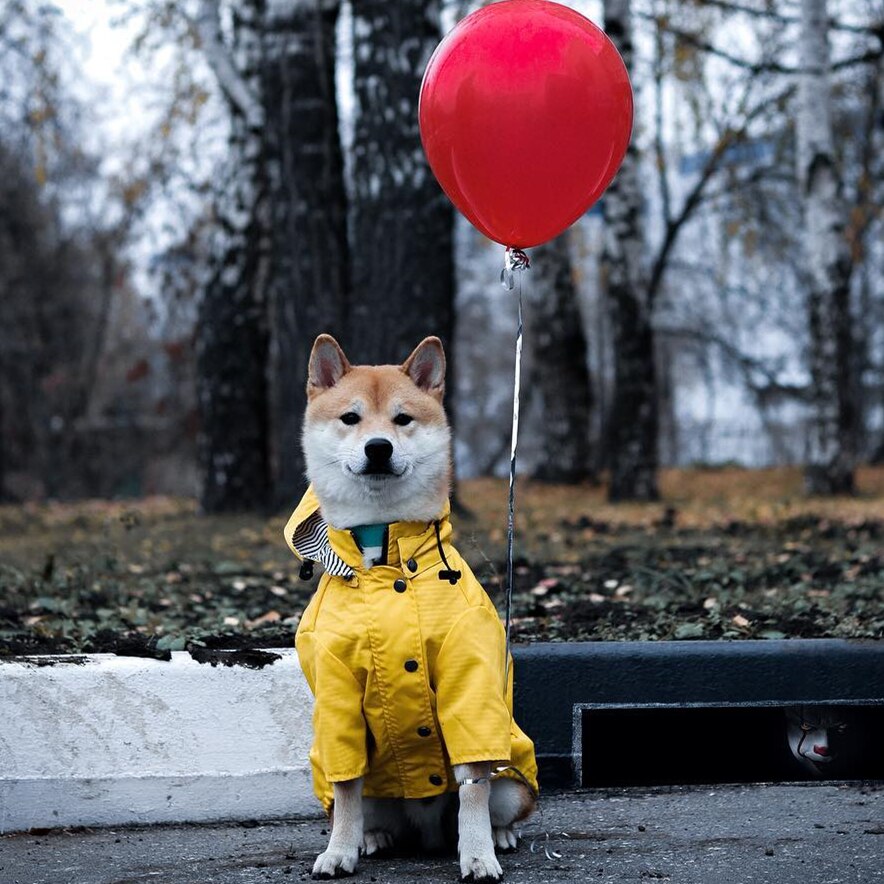Windproof Waterproof Dog Raincoat