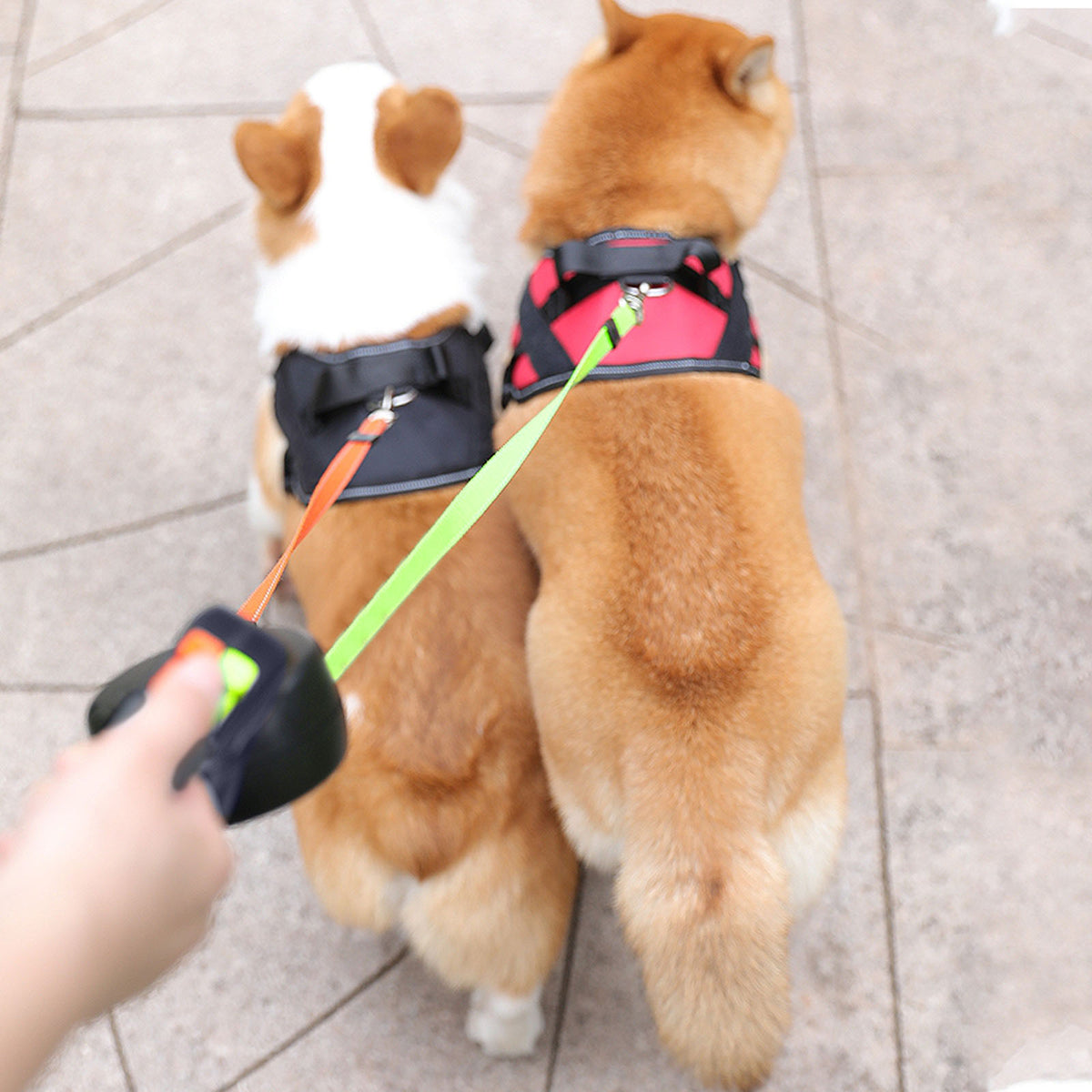 Double Head Telescopic Pet Leash